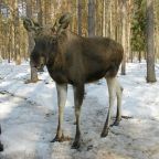 Охота, Загородный клуб Прибрежный