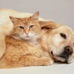 размещение с животными