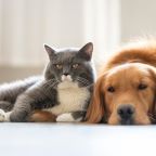 размещение с животными