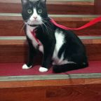 Размещение с животными  за доп. плату по согласованию