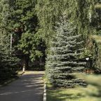 Тур в санаторий, Санаторий Сосны