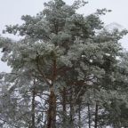 Номер (Дом с 5 спальнями), Отель Балтийский бриз