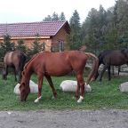 Верховая езда, База отдыха Петрушинский Хутор