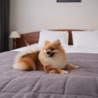 проживание с питомцем