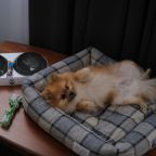 проживание с питомцем