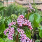 Сад, Гостиничный комплекс Святогор