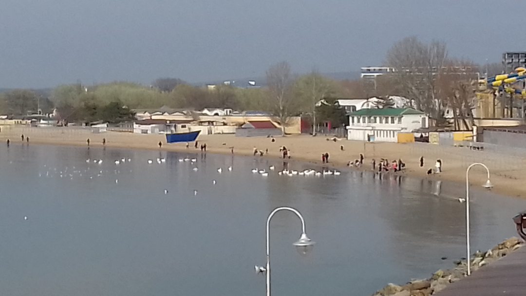 Лебеди на центральном пляже
