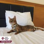 Двухместный (Double Room - Pet Friendly/Non-Smoking), Best Western Plus Hotel Konak