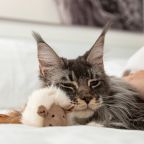Допускается размещение домашних животных, Отель Сова