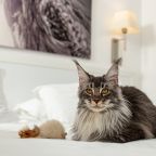 Допускается размещение домашних животных, Отель Сова