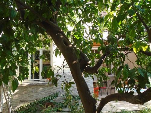 Номер (Односпальная кровать в  женском общем номере) хостела Lotus Garden Hostel Izmir, Измир