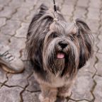 Допускается размещение домашних животных, Спа-отель АМАКС ЭкоПарк-Екатеринбург