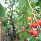 Цветущий сад