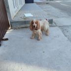 можно с питомцами