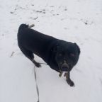 Выгул за территорией