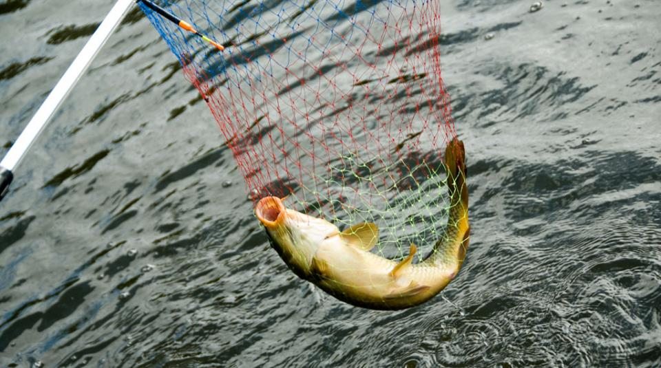 Рыбная ловля, Ecocomplex SDL