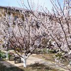 Цветущие абрикосы