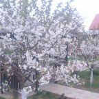 Вишнёвый сад