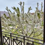 Цветущая черешня