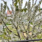 Цветущая черешня