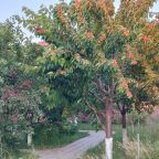 Урожай черешни