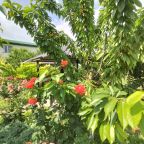 Розы под черешней