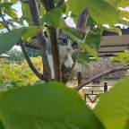 Увидел добычу