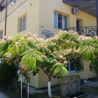 Цветущая акация