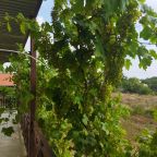 Терраса, Гостевой дом Добрый Бобр