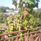 Терраса, Гостевой дом Добрый Бобр