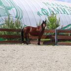 Прогулки на лошадях