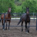 Конный клуб