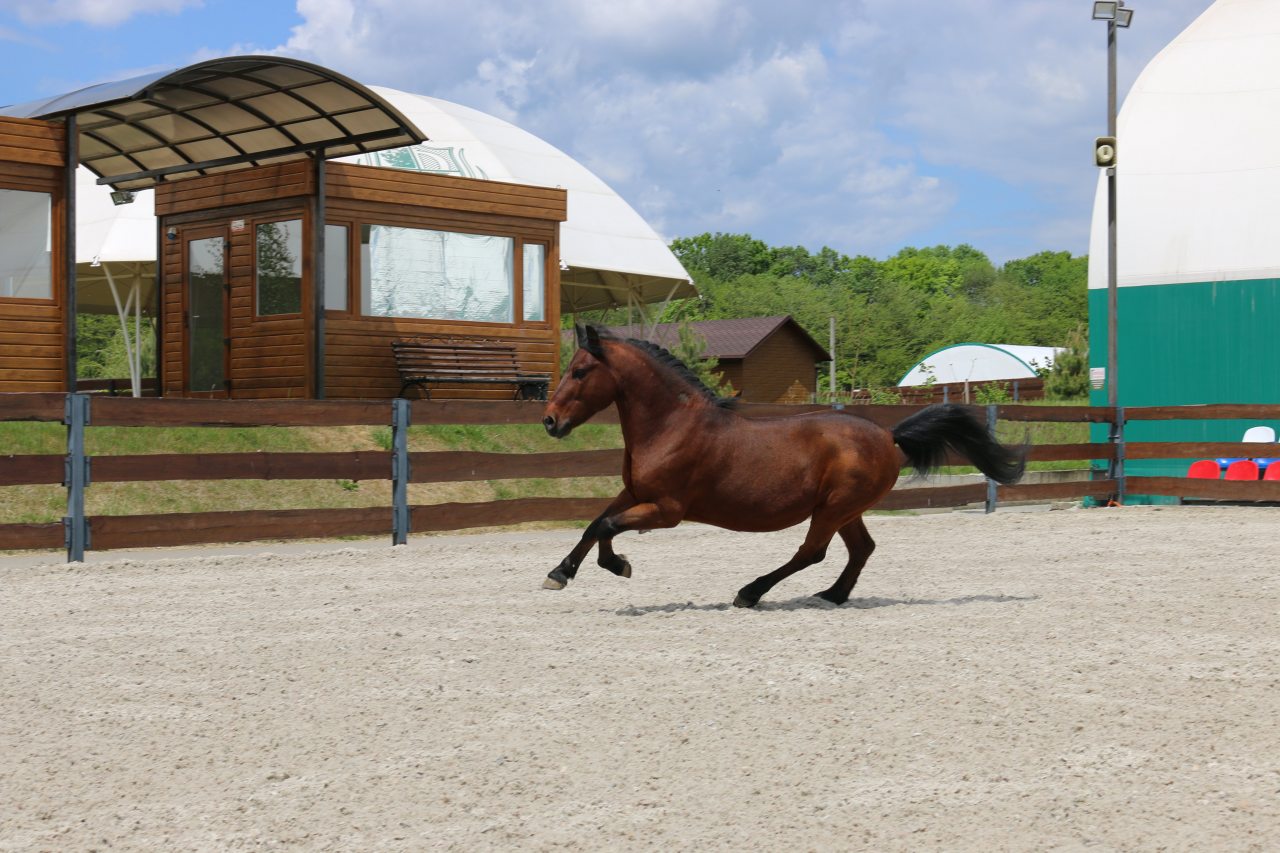 конные прогулки