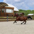 конные прогулки