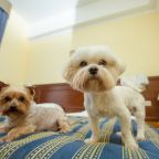 Отдых с домашним животным до 10 кг в стандартных номерах.