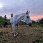 Конные прогулки