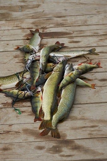 Астрахань каралат. Олигри фиш. Олигри фиш. Олигри фиш астрахань. Олигри фиш астрахань.