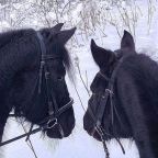 Верховая езда, Загородный отель Барская Усадьба