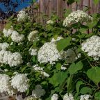 Сад, Гостевой дом Усадьба Веранда