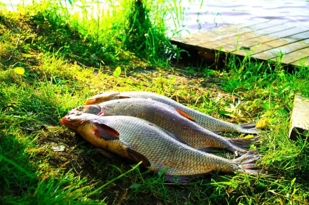 Рыбалка, База отдыха Поместье озера Сиркоярви