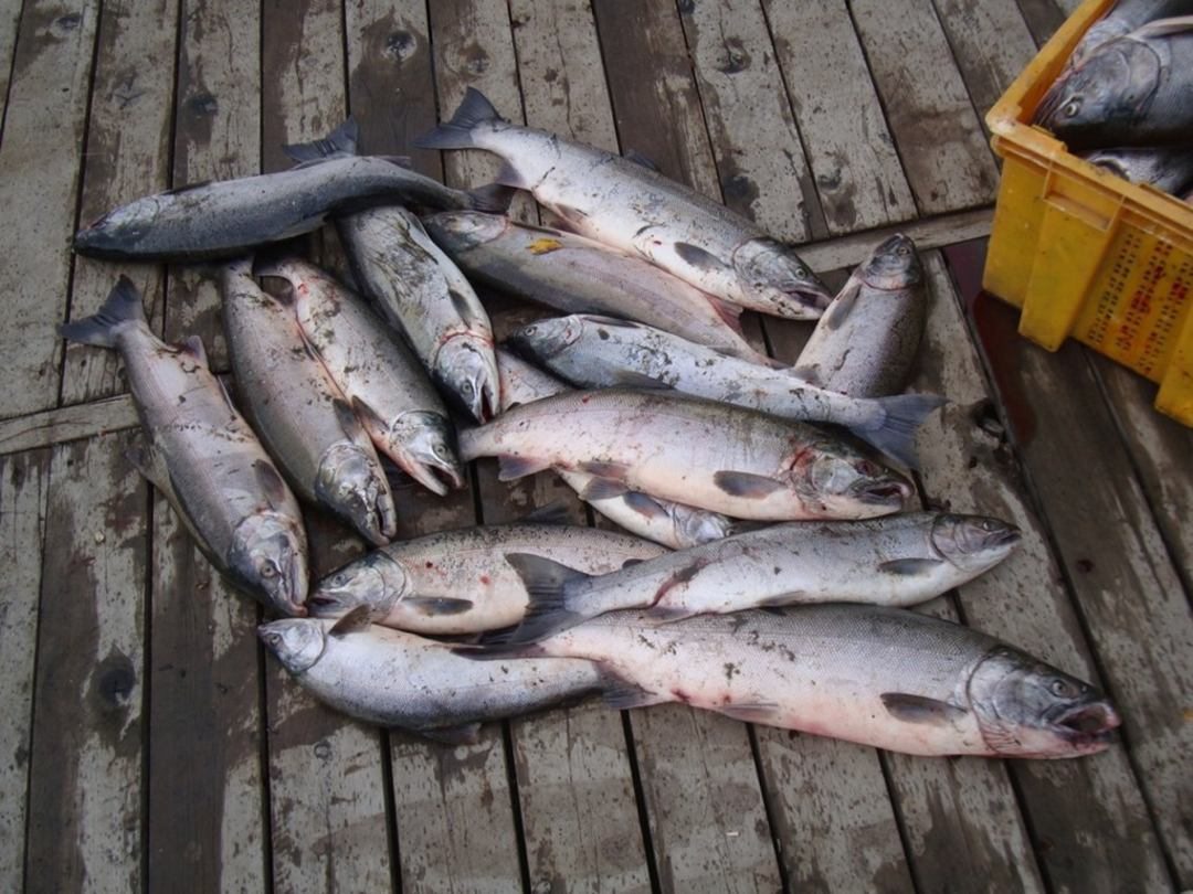 Рыбная ловля, Турбаза Камчатка