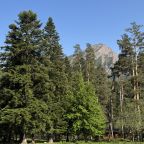 Объект находится в лесу, Отель Green Park