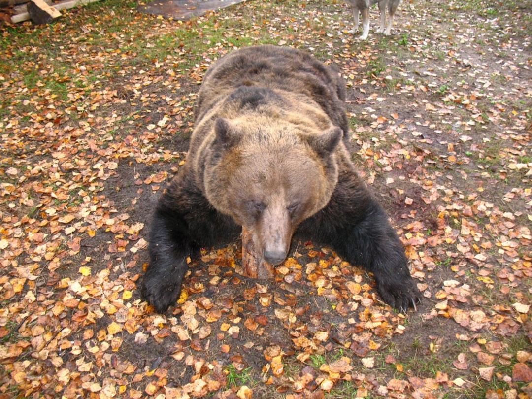 Погода медведь новгородская область