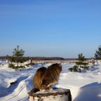 Отдых с животными