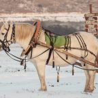 Конные прогулки, Парк-Отель Кудыкина Гора