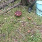 Сбор грибов и ягод, База отдыха Русские корни