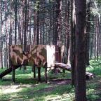 Пейнтбол, Горнолыжный комплекс Жебреи