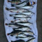 Рыбалка, База отдыха Рыбацкий домик у ВВ
