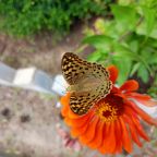 Своя ухоженная территория, База отдыха Дружба