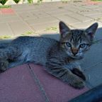 Допускается размещение домашних животных, База отдыха Дружба